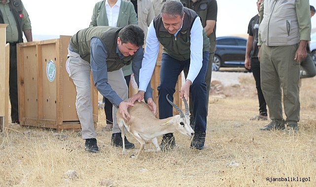 Vali Şıldak: Urfa ceylanı ülkemizdeki nadide türlerden biri