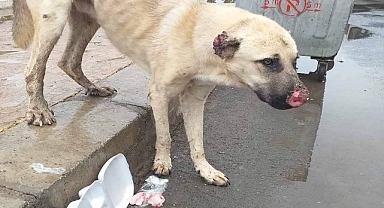 Viranşehir’de acı çeken yaralı köpeğin tedavisi için yardım bekleniyor