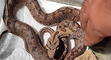 Yaralı Kocabaş Yılan'ın tedavisi yapıldıktan sonra doğaya salındı