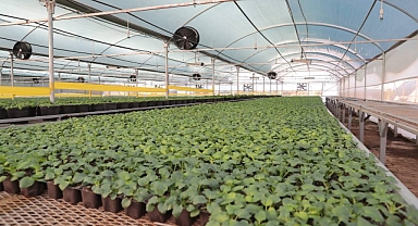 Açılışı yapıldı! Şanlıurfa sokaklarını süsleyecek