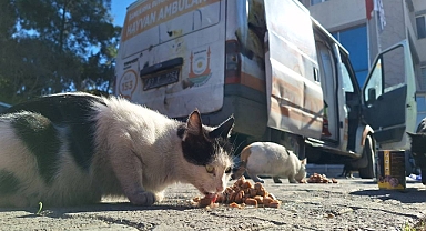 Büyükşehir’den minik dostlara mama 