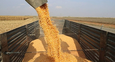 Büyükşehir’den mısır hasadı