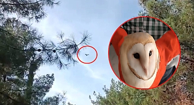 Doğada bitkin halde bulundular! Bakımları yapıldıktan sonra doğaya bırakıldı