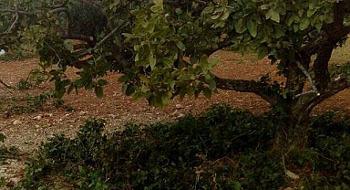 Fıstık budaması hangi ayda yapılmalıdır? Ustasından öneriler