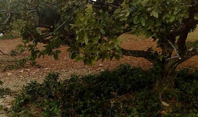 Fıstık budaması hangi ayda yapılmalıdır? Ustasından öneriler