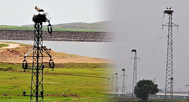 Leylekler için yuva hazırlığında sona gelindi