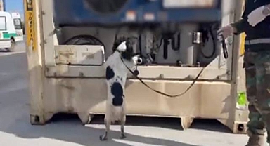 Muz yüklü konteynerde kilolarca kokain ele geçirildi! 