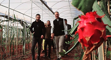 Şanlıurfa’da ilk! Meyvelerini vermeye başladı