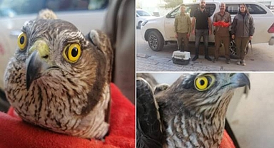 Urfa’da bitkin halde bulunan atmaca koruma altına alındı