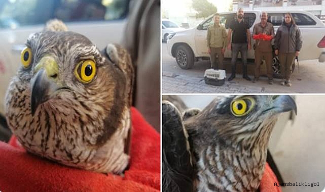 Urfa’da bitkin halde bulunan atmaca koruma altına alındı