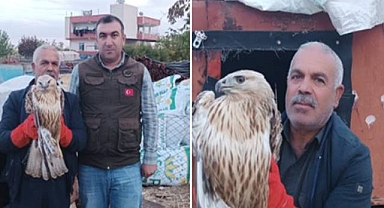 Urfa’da bitkin halde bulunan Kızıl Şahin koruma altına alındı