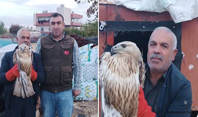 Urfa’da bitkin halde bulunan Kızıl Şahin koruma altına alındı