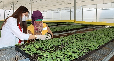 Urfa'da her mevsime uygun çiçek üretimi yapılıyor 