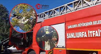 Urfa’da itfaiye ekipleri mahsur kalan karga için seferber oldu