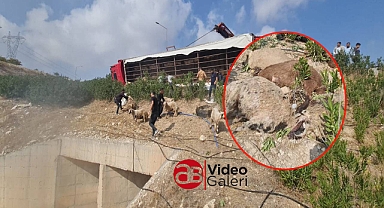 Urfa’da TIR devrildi! Çok sayıda küçükbaş hayvan telef oldu