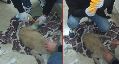 Yaralı Köpeğe Viranşehir Belediyesi sahip çıktı 