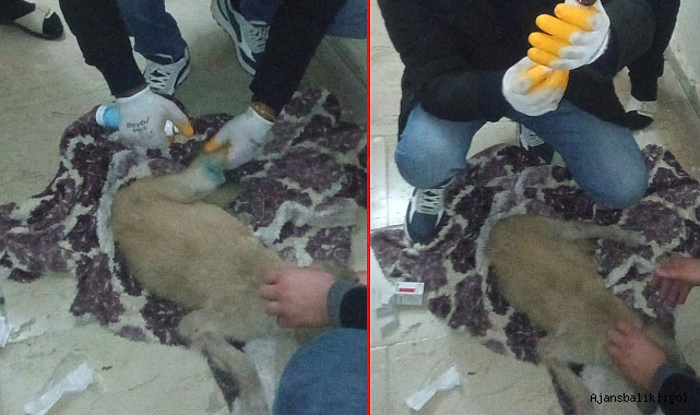 Yaralı Köpeğe Viranşehir Belediyesi sahip çıktı 