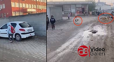 Akçakale'de küçük öğrenciler sokak köpeklerinin tehdidi altında