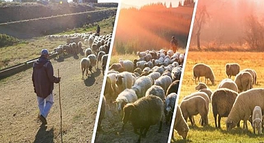 Bakanlıktan yaklaşık 400 milyon liralık sürü yöneticisi desteği