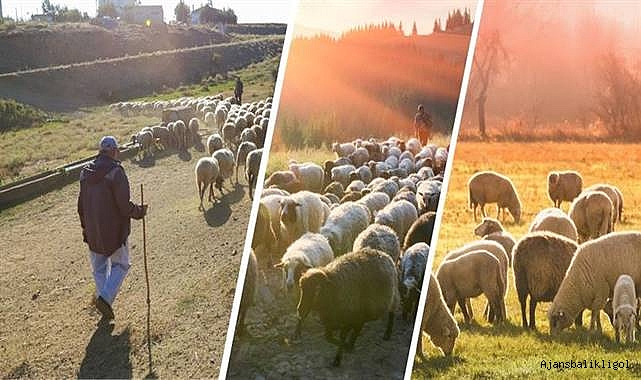 Bakanlıktan yaklaşık 400 milyon liralık sürü yöneticisi desteği