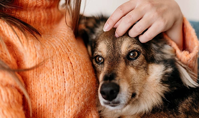 Evcil hayvanınızı tatil tehlikelerinden nasıl korursunuz: tam kılavuz