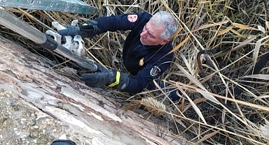 Göle düşen yavru köpekleri itfaiye kurtardı