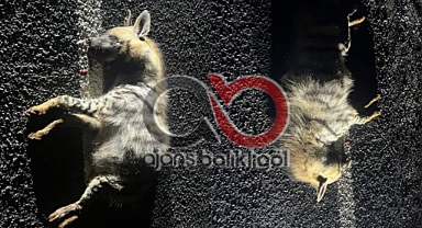 Hilvan'da otomobil çarpan sırtlan telef oldu