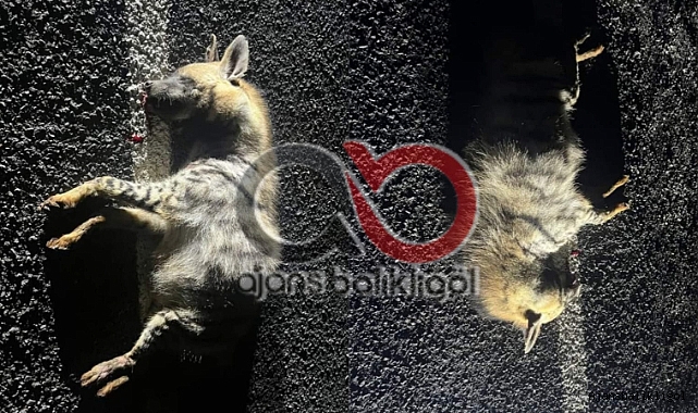 Hilvan'da otomobil çarpan sırtlan telef oldu