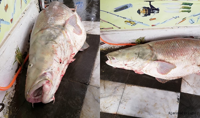 Hilvan'da yakalanan dev balık şaşırttı