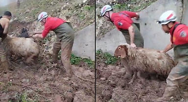 Küçükbaş hayvanlar itfaiye ekipleri tarafından kurtarıldı