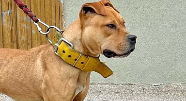 Pitbull cinsi köpek besleyenlere büyük ceza!