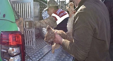 Şanlıurfa’da bitkin halde bulunan yavru aslan öldü