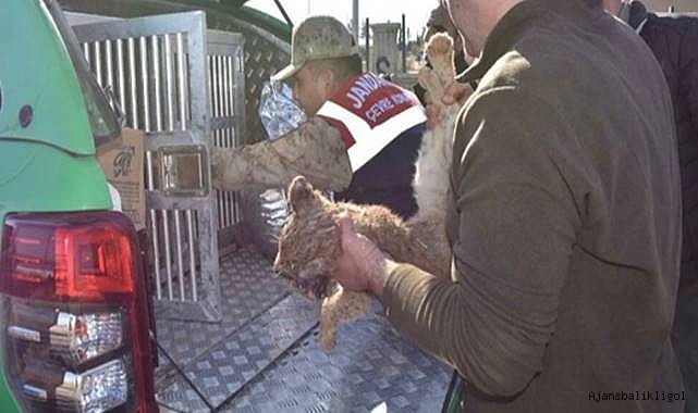 Şanlıurfa’da bitkin halde bulunan yavru aslan öldü