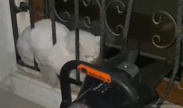 Şanlıurfa'da demir korkuluğa sıkışan kedi kurtarıldı