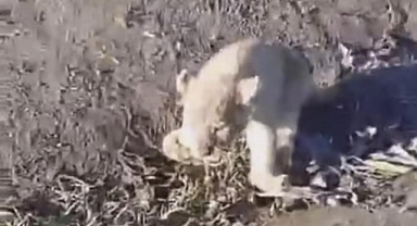 Siverek'te aslan yavrusu bulundu 