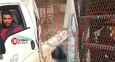 Topladıkları sokak hayvanlarını başka ilçeye salıyorlar