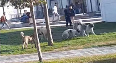 Urfa’da grup halinde dolaşan sokak köpekleri tehlike saçıyor!