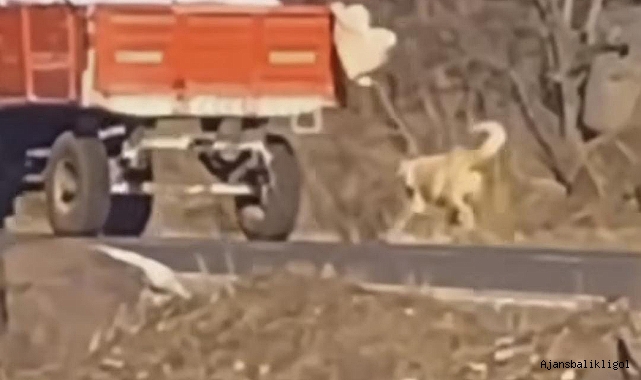 Urfa'da köpeğe işkence! Traktöre bağlayıp koşturdu
