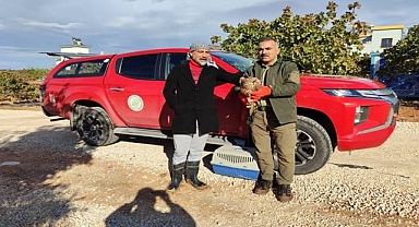 Urfa’da tedavisi yapılan Çakır, doğaya salındı  