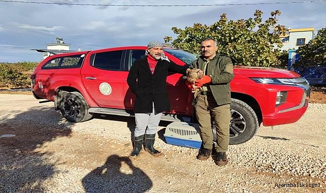 Urfa’da tedavisi yapılan Çakır, doğaya salındı  