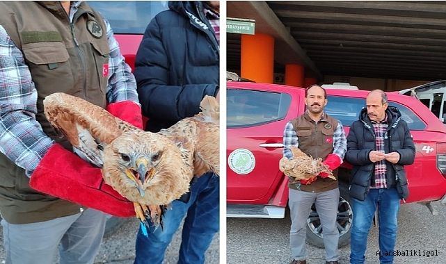 Urfa'da tedavisi yapılan Kızıl Şahin doğaya salındı