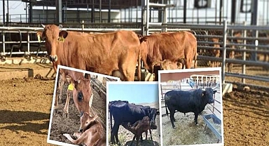 Bakanlık açıkladı! Urfa dahi 3 ilde başlatıldı