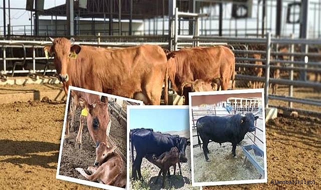 Bakanlık açıkladı! Urfa dahi 3 ilde başlatıldı