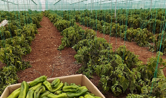 Eyyübiye'de kış sezonu biber hasadı yapılıyor