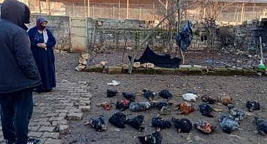 Hilvan'da sokak köpekleri katliam yaptı