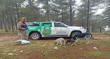 Jandarma kuşların beslenebilmesi için ormanlık alanlara yem bıraktı