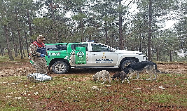 Jandarma kuşların beslenebilmesi için ormanlık alanlara yem bıraktı