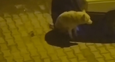 Urfa'da kurt şehre indi iddiası!