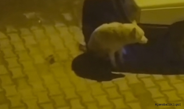 Urfa'da kurt şehre indi iddiası!