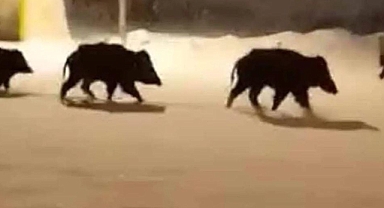 Urfa'da yaban domuzlar mahalleye indi